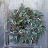 Celoroční věnce